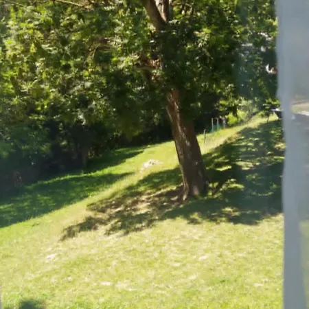 Javorek Sněžné